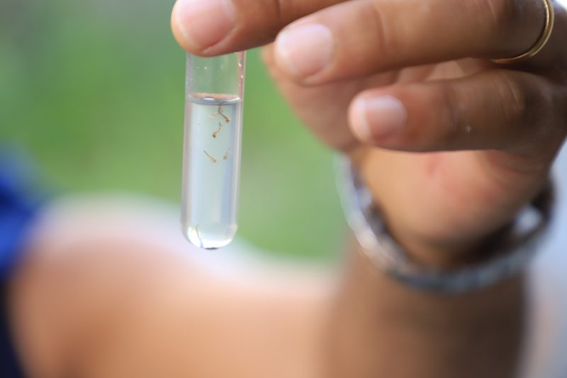 Among the reasons that contribute to this outbreak of outbreaks and cases in the municipality, the Center for the Control of Zoonoses points to the location of the capital: Florianopolis is in a region with a very favorable climate for the spread of Aedes aegypti – Photo: Florianopolis City Hall/Disclosure