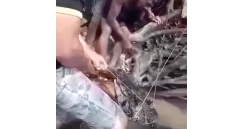 Jacaré atacou pescador e o pegou pelo pé