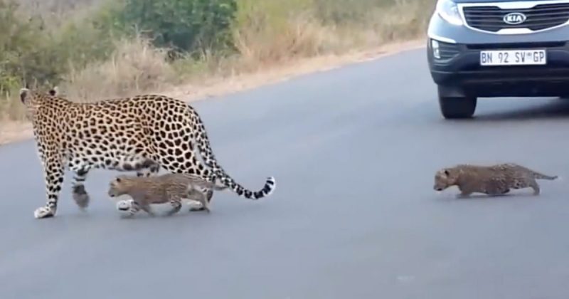 Leopardo atravessa estrada com filhotes e comove turistas