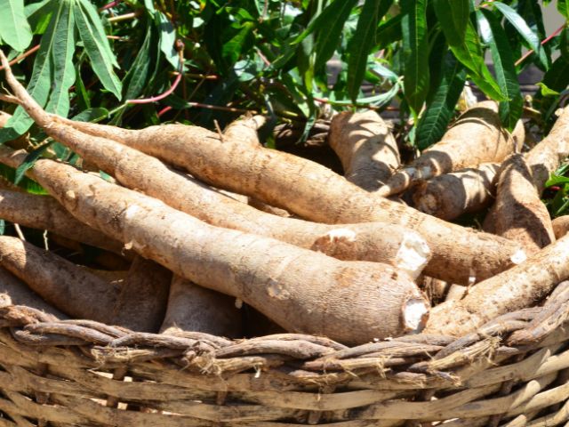 Morador de Gaspar se deparou com peda&ccedil;os de um esqueleto humano em sua propriedade na noite desta sexta-feira (21) – Foto: Imagem ilustrativa/Arquivo/Aires Mariga/Epagri/ND