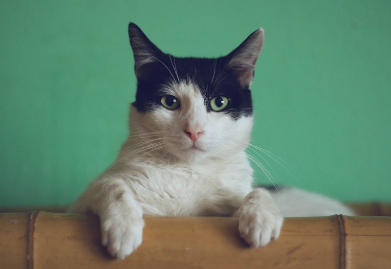 Image of a black and white cat with green eyes.