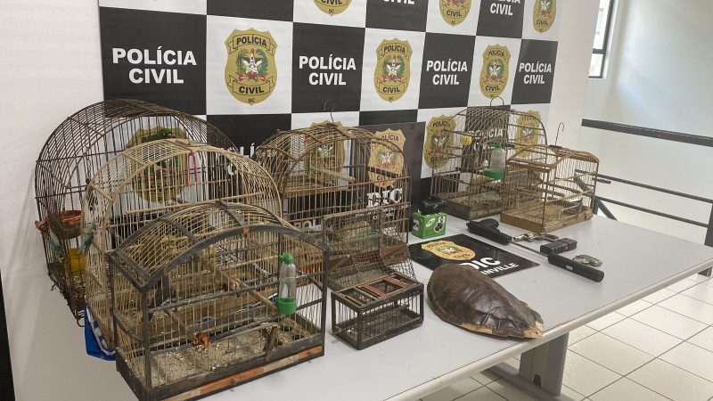 Five wild birds in a situation of abuse and a tortoise shell were found on him – Photo: Civil Police/Disclosure/ND
