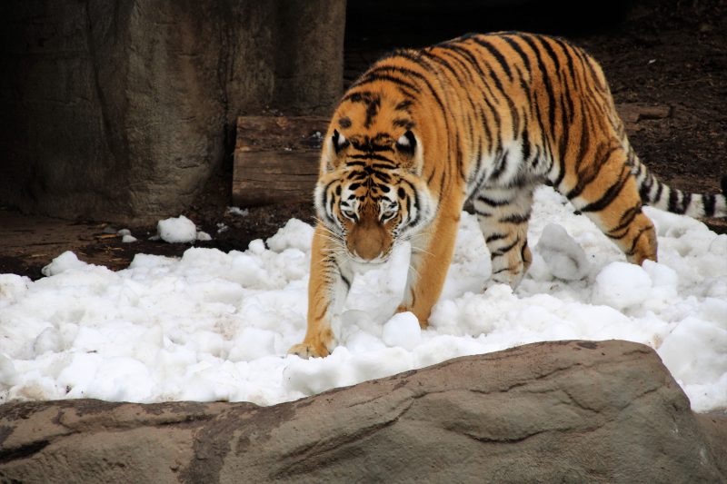 Mulher foi atacada pelo tigre enquanto urinava em arbusto 