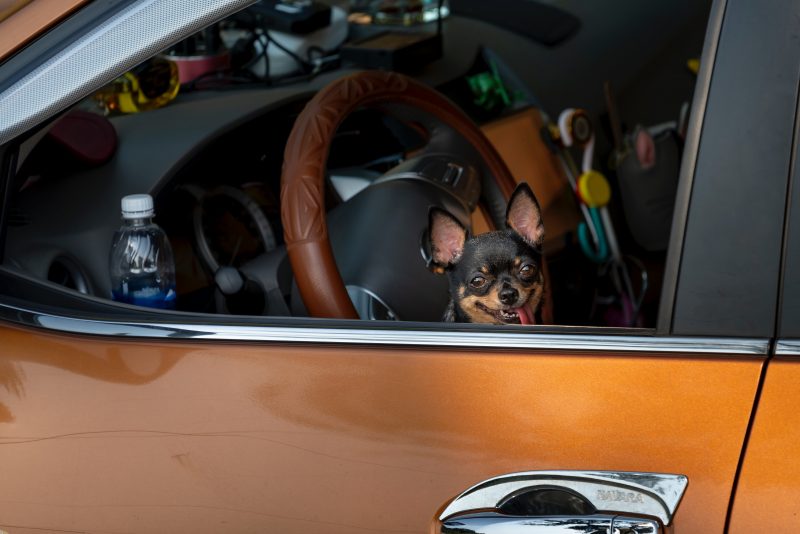 Motorista bêbado coloca cachorro na direção de carro