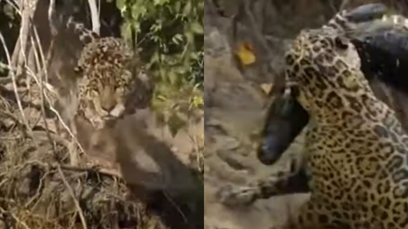 Onça ataca jacaré