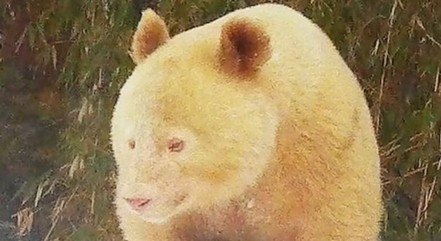 Panda-gigante albino, em reserva natural chinesa – Foto: Reserva Natural Nacional de Wolong/Reprodu&ccedil;&atilde;o/ND