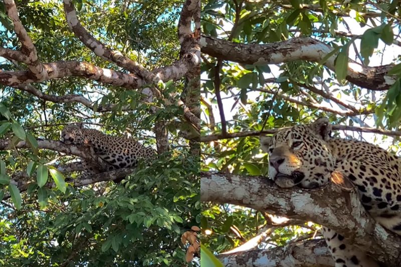 A jaguar naps on top of a tree.  – Photo: Gautama Reddy/Reproduction/North Dakota