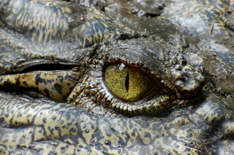 Soltura faz parte de ação para preservar o crocodilo