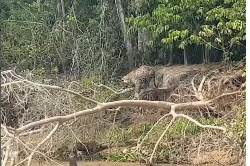 Onça não consegue levar a melhor contra ariranhas