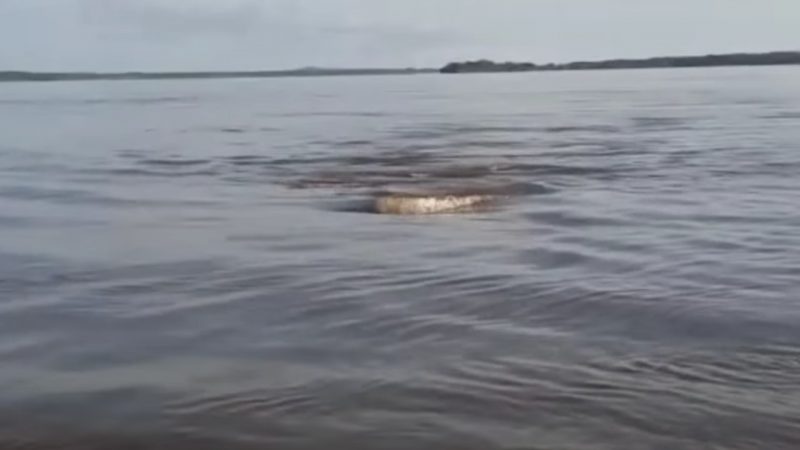 Movimento próximo à superfície do rio Araguaia parece o de uma anaconda
