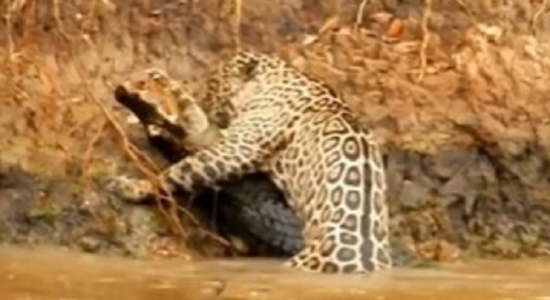 Onça-pintada ataca jacaré de forma brutal no Pantanal