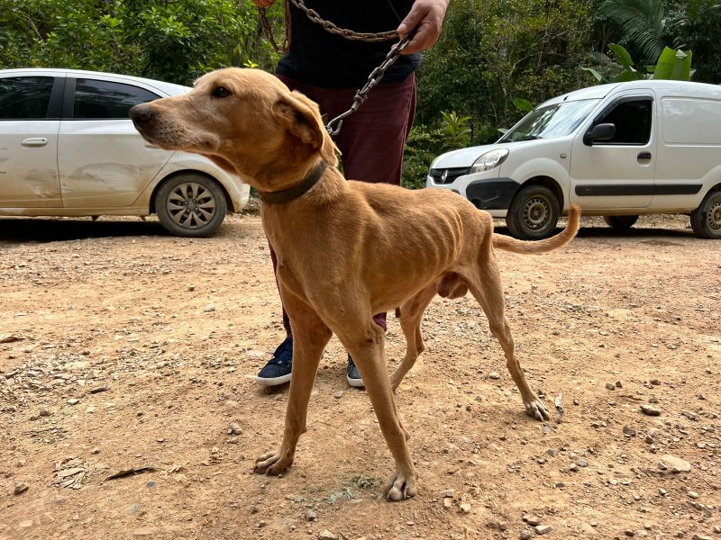 A&ccedil;&atilde;o da Pol&iacute;cia Civil resgata 29 animais em situa&ccedil;&atilde;o de maus-tratos em Api&uacute;na – Foto: Egidio Ferrari/Divulga&ccedil;&atilde;o ND