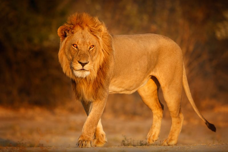 In a pride, lionesses take on most of the responsibilities.  – Photo: Freepik/Disclosure/ND
