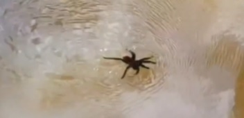 Vídeo mostra aranha caminhando sobre a água 