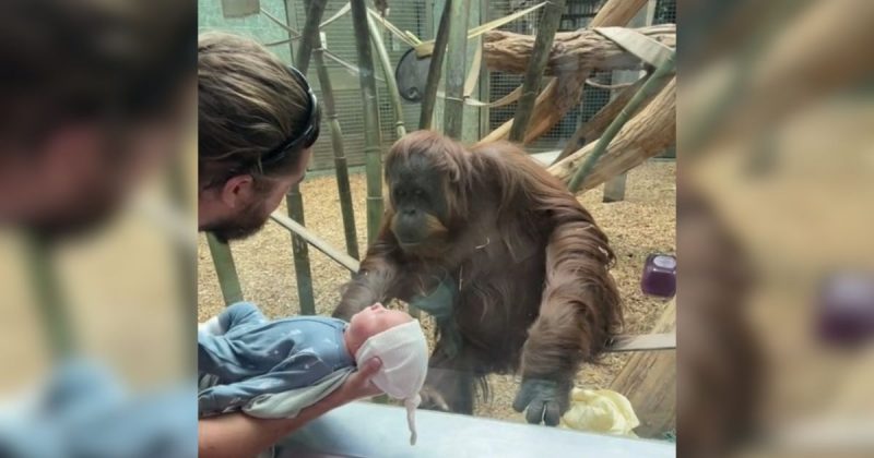 Zoo dos EUA redobra cuidados com bebê orangotango ameaçado de extinção -  Giz Brasil