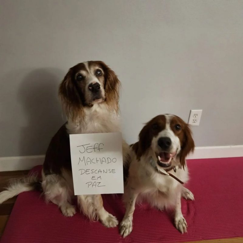 C&atilde;es do ator Jeff Machado prestam homenagem ao ator por meio dos novos tutores – Foto: Redes Sociais/Divulga&ccedil;&atilde;o/ND