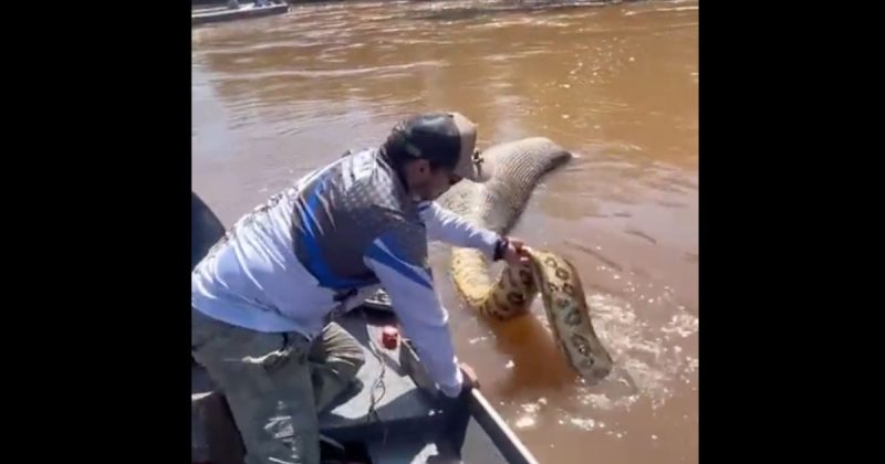 Sucuri foi encontrada morta pelos pescadores, boiando em rio