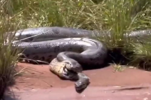 Sucuri vomita outra cobra da mesma espécie