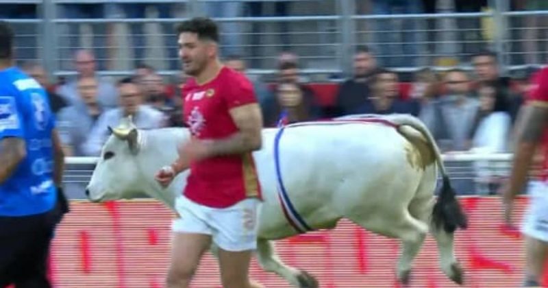 Touro invade estádio e persegue jogadores na França