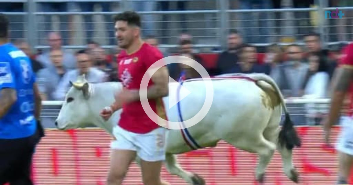 VÍDEO: Touro invade estádio, arrasta homem e persegue jogadores