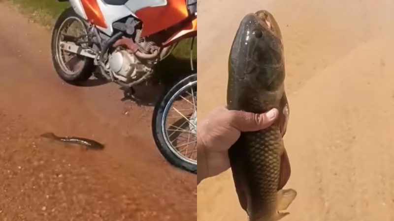 Homem encontra peixe vivo no meio da estrada