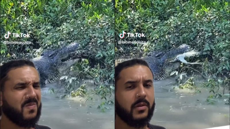 vídeo mostra crocodilo canibal