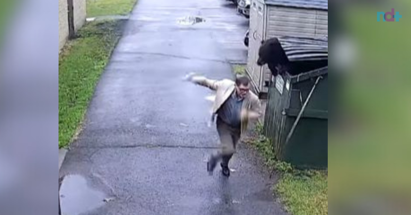 Urso sai de lixeira e assusta diretor – Foto: Reprodu&ccedil;&atilde;o/ND