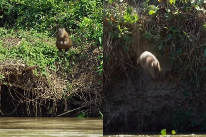 Onça-preta devorando a pequena capivara cantora (Rio 2. Direção