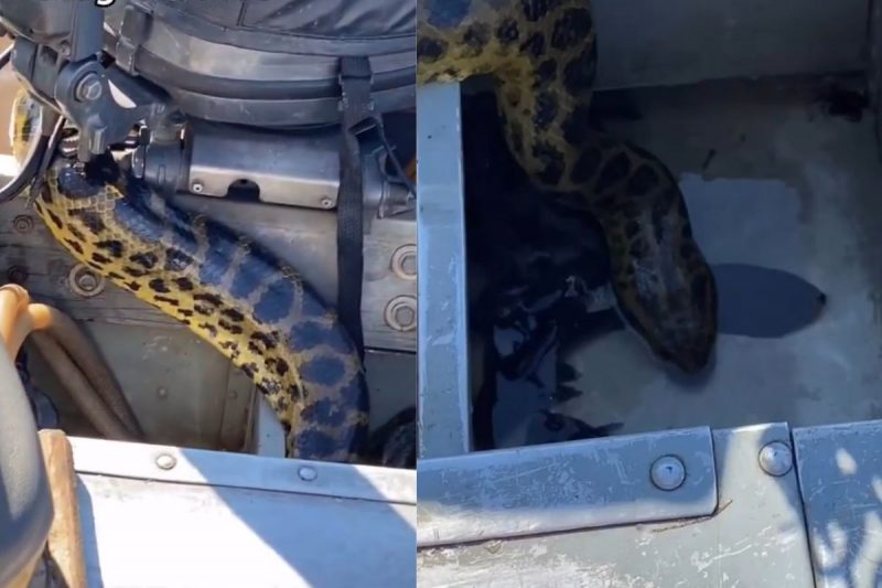 Imagens foram registradas no Pantanal do MS – Foto: Reprodu&ccedil;&atilde;o/Internet/ND