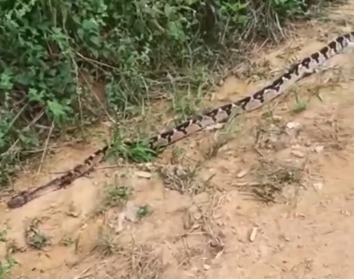 Cobras da Amazônia – ACA – Associação Comercial do as