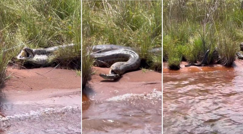 Afinal, a cobra-verde é ou não venenosa? - Geral - Cassilândia