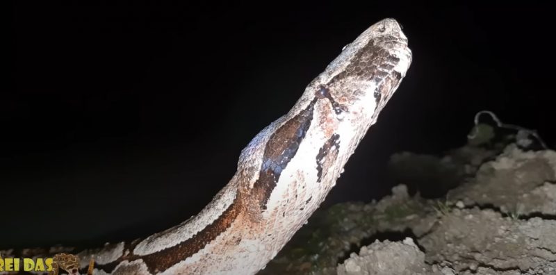 jiboia ergue o pescoço a espera de presa