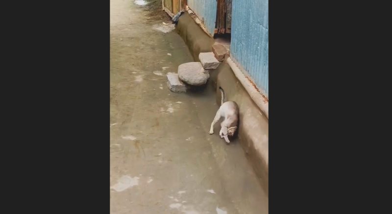 Cobra esguia p&otilde;e gato em parafusos – Foto: Reprodu&ccedil;&atilde;o/ND