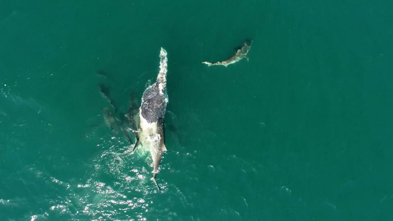 “Where there are dead whales, there are likely to be sharks nearby, and this view clearly shows why,” said senior ranger Daniel Clifton.  