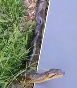 Homem sai de casa e se deparada com sucuri enorme – Foto: Homem sai de garagem e se depara com sucuri/ Reprodu&ccedil;&atilde;o ND