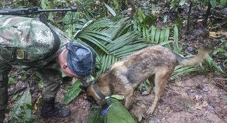Cão que ajudou a encontrar crianças na Colômbia desaparece: &#39;ninguém é deixado&#39;
