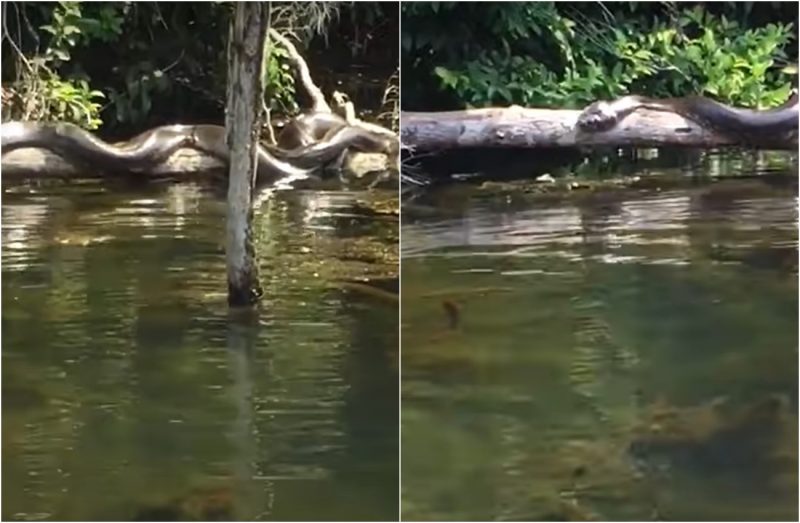 anaconda acasalando em troco