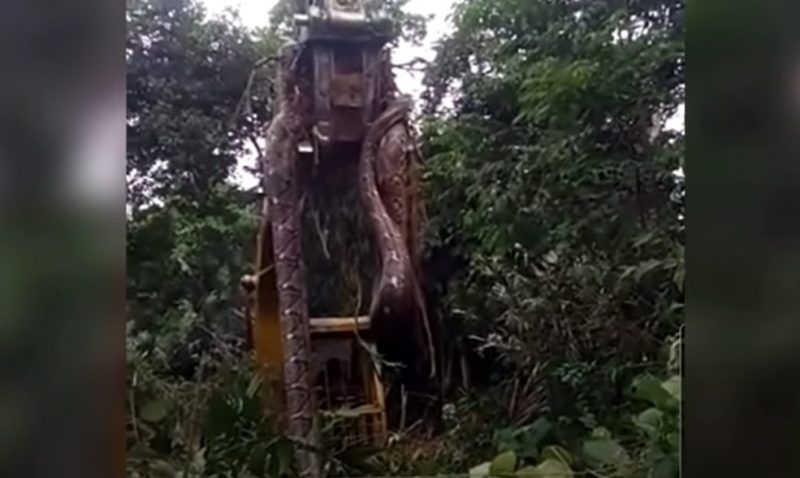 anaconda lendária é erguida em trator