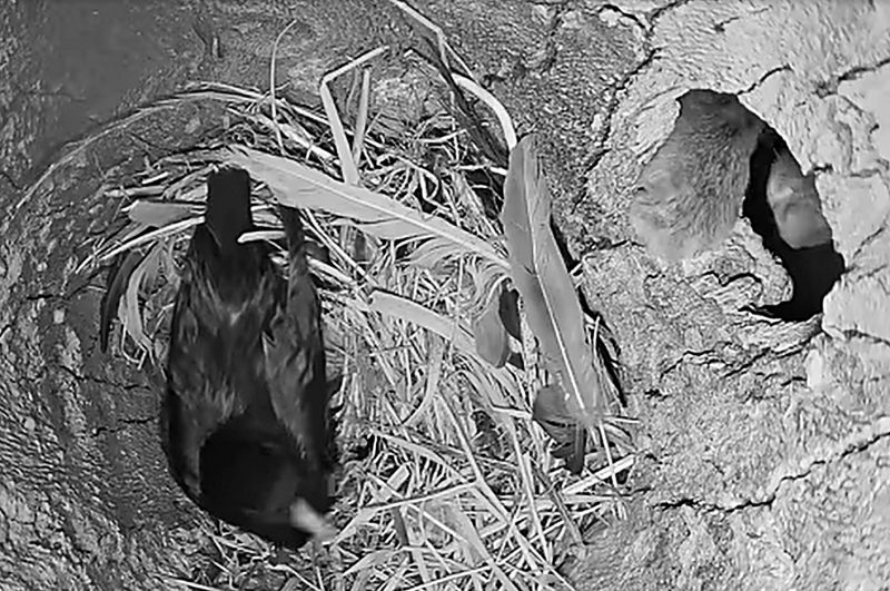 Gineta atacou o ninho do estorninho e levou a ave 