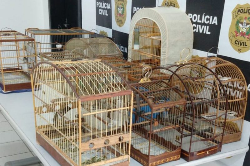 Sete animais silvestres foram encontrados com o suspeito durante as buscas – Foto: Pol&iacute;cia Civil/Reprodu&ccedil;&atilde;o/ND