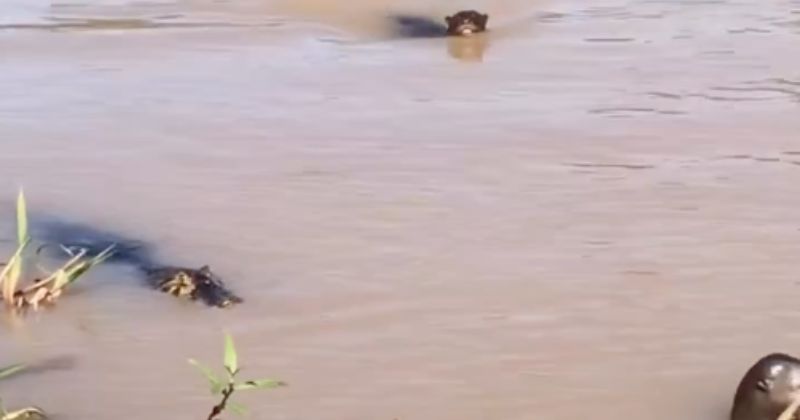 Ariranha conseguiu escapar de jacaré