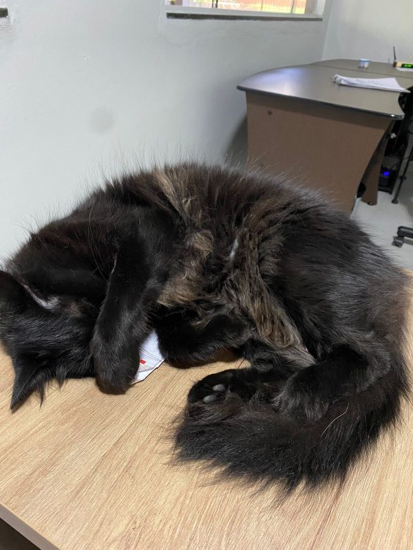 Fritz aproveita para tirar um cochilo entre um expediente e outro. – Foto: Arquivo Pessoal/Divulga&ccedil;&atilde;o/ND