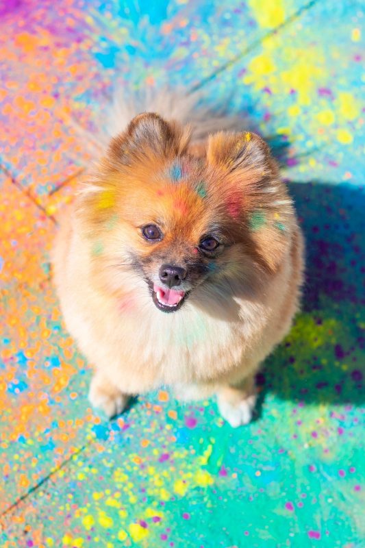 No anivers&aacute;rio de 3 anos, o c&atilde;o Olavinho ganhou uma sess&atilde;o de fotos com o tema da “Festa das Cores”. – Foto: Arquivo Pessoal Divulga&ccedil;&atilde;o ND (2)