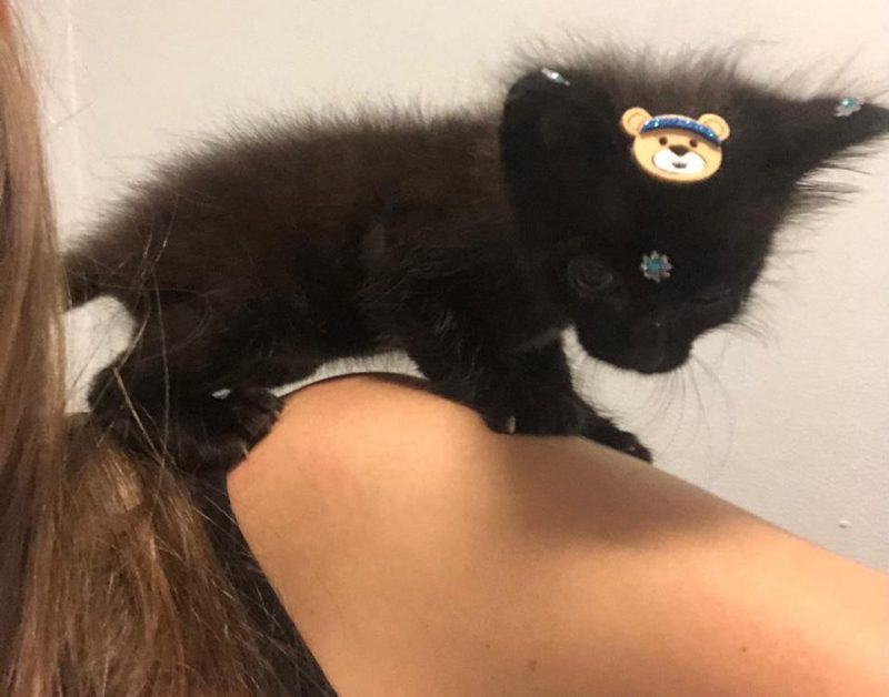 O gato Fritz quando foi adotado h&aacute; 3 anos. Foto: Arquivo Pessoal/Divulga&ccedil;&atilde;o/ND