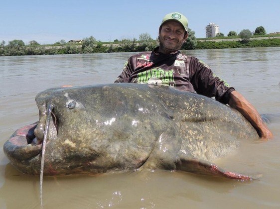 'Verdadeiro monstro do rio': bagre gigantesco é fisgado e pescador ...