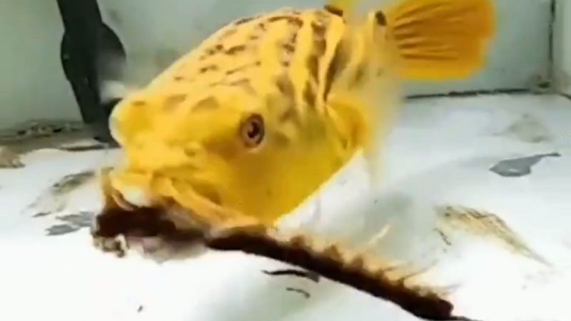 Baiacu devora centopeia