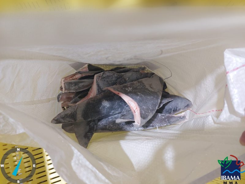 Itens s&atilde;o iguarias no mercado internacional – Foto: Ibama/Reprodu&ccedil;&atilde;o/ND