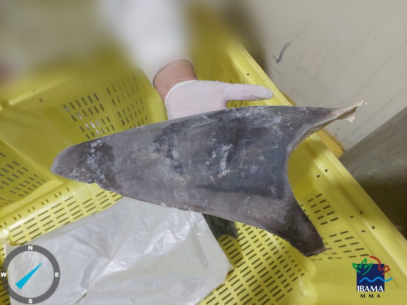 Shark finning é uma prática ilegal e insustentável