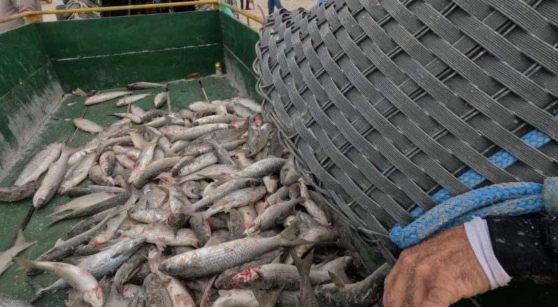 Pescadores carregando os peixes para o transporte da praia – Foto: Jacson Botelho/NDTV