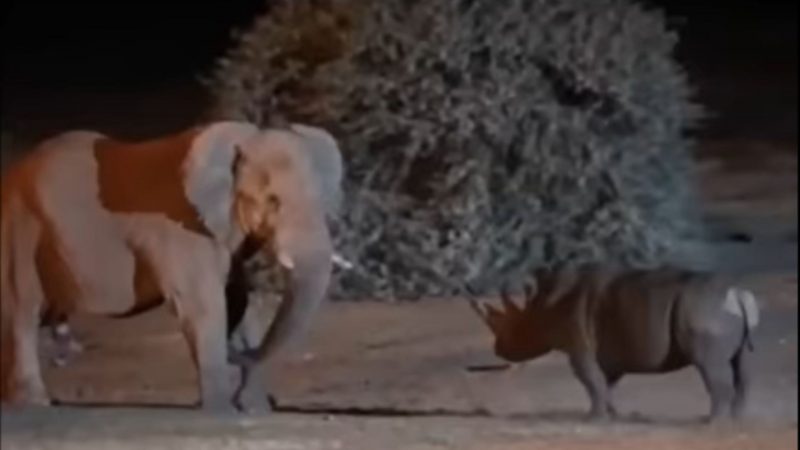 Batalha entre rinoceronte e elefante